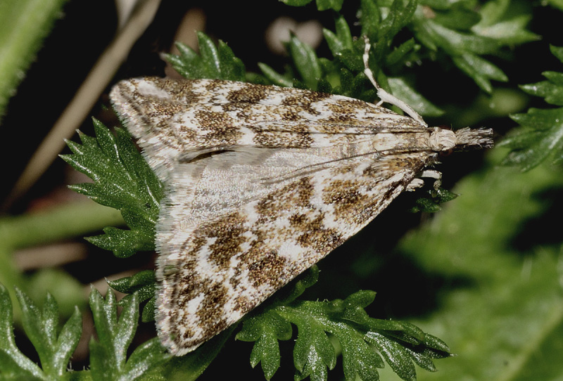 Eudonia sudetica - Crambidae